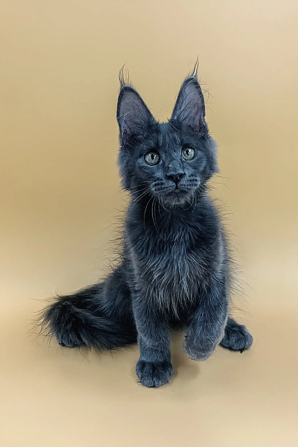 Cute Gray Maine Coon kitten named Luna, perfect for your furry friend collection