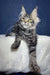 Gray tabby Maine Coon kitten named Luna, playful and fluffy, perfect for cat lovers