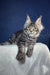 Gray tabby Maine Coon kitten named Luna, playful and adorable in her cute pose