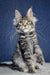 Gray tabby Maine Coon kitten named Luna playing and looking adorable