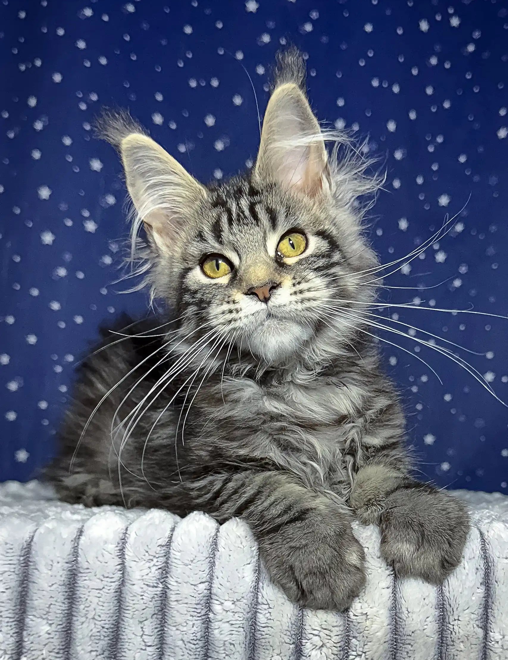 Gray tabby Maine Coon kitten Luna with yellow eyes and ear tufts looking adorable