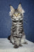 Silver tabby Maine Coon cat featured in the Luna Maine Coon Kitten product image