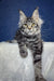 Silver tabby Maine Coon cat Luna, a playful and adorable kitten ready for love