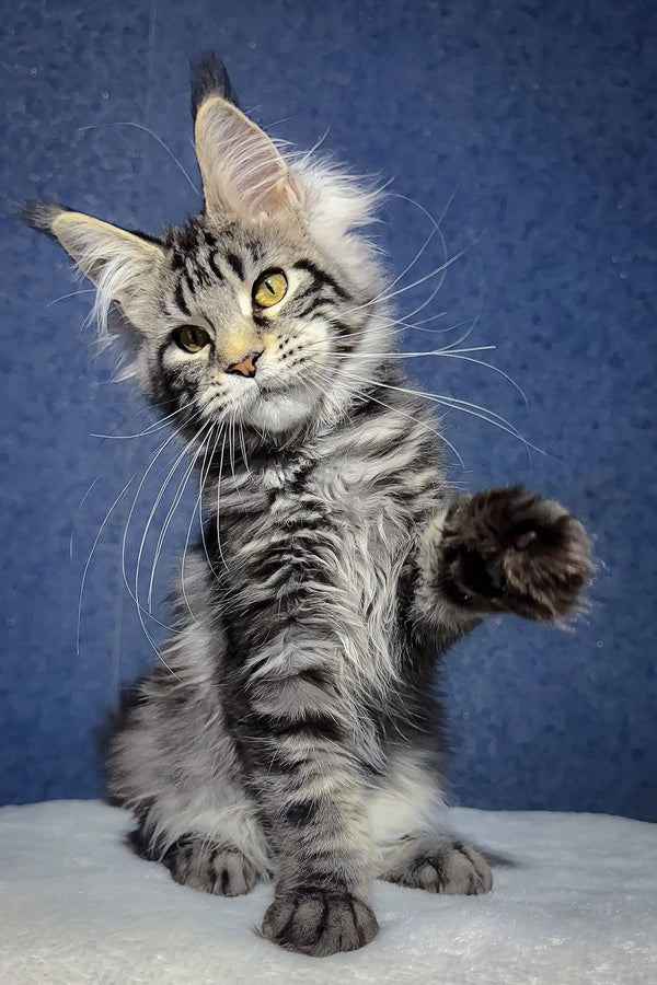 Silver tabby Maine Coon kitten Luna playing with a toy in a cozy setting