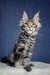 Cute Silver Tabby Maine Coon Kitten named Luna, ready to find a loving home