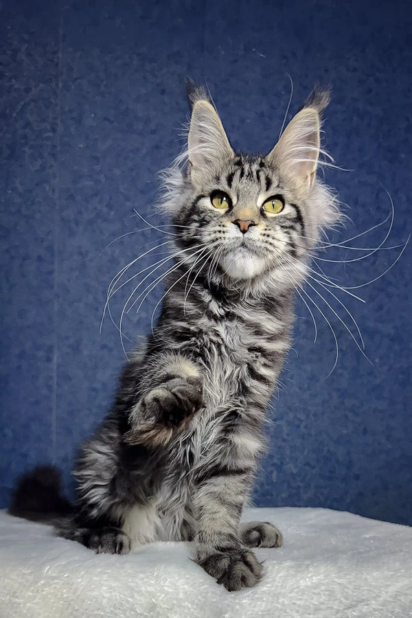 Cute Silver Tabby Maine Coon Kitten named Luna, ready to find a loving home