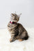 Cute striped kitten with collar from Luna, a playful Maine Coon Kitten