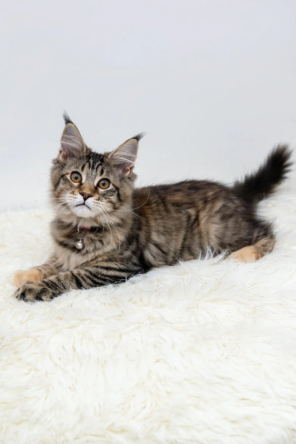 Tabby Maine Coon kitten Luna looking adorable and playful in a cozy setting