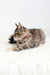 Lying tabby cat with pink collar in the Luna Maine Coon Kitten product image