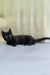 Luna | munchkin kitten