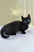 Luna | munchkin kitten