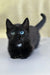 Luna | munchkin kitten
