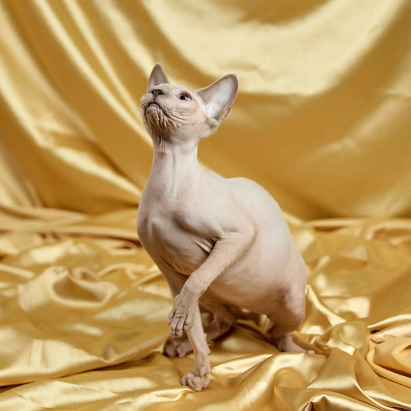 Hairless Sphynx Cats for Sale Luna | Kitten