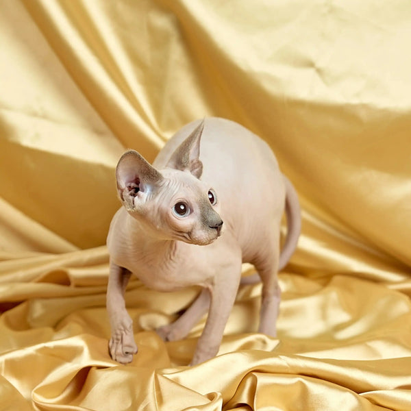 Hairless Sphynx Cats for Sale Luna | Kitten