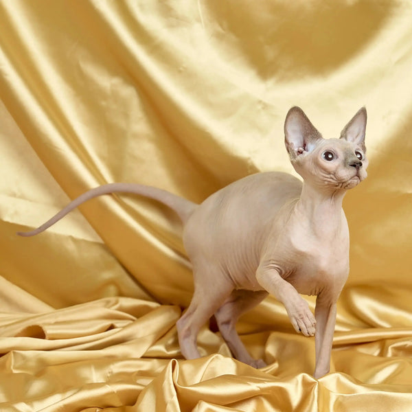 Hairless Sphynx Cats for Sale Luna | Kitten