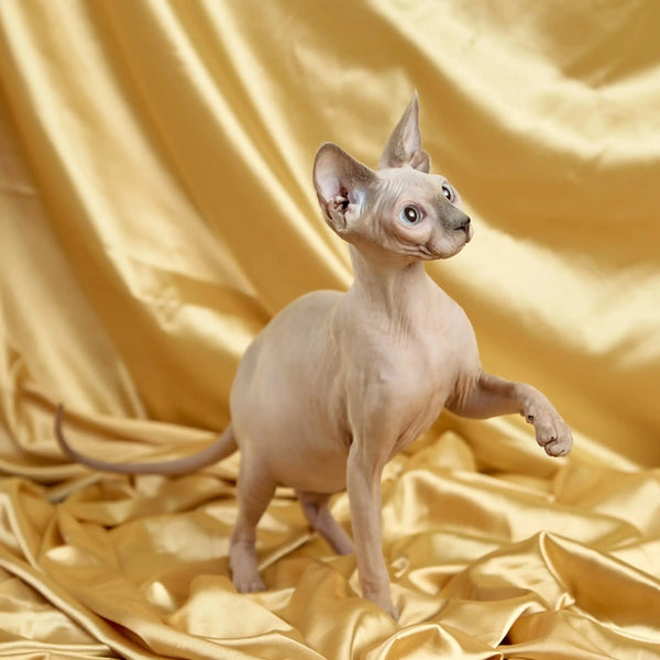 Hairless Sphynx Cats for Sale Luna | Kitten