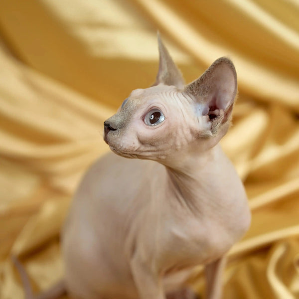 Cute Hairless Sphynx kitten Luna with big ears and wrinkles, perfect for pet lovers