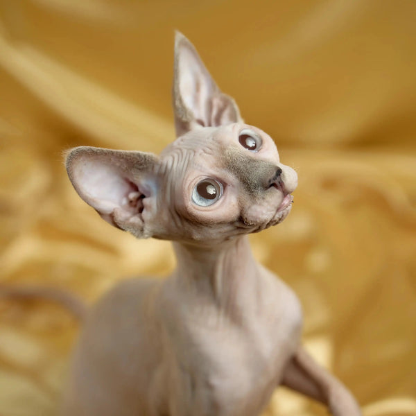 Luna, the adorable Hairless Sphynx kitten with big ears and prominent eyes