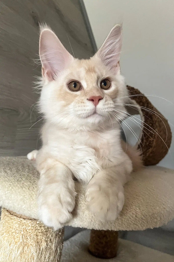 Luntik | maine coon kitten