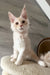 Luntik | maine coon kitten