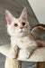 Luntik | maine coon kitten