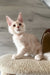 Luntik | maine coon kitten