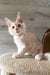 Luntik | maine coon kitten