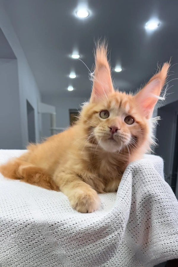 Luxe | maine coon kitten