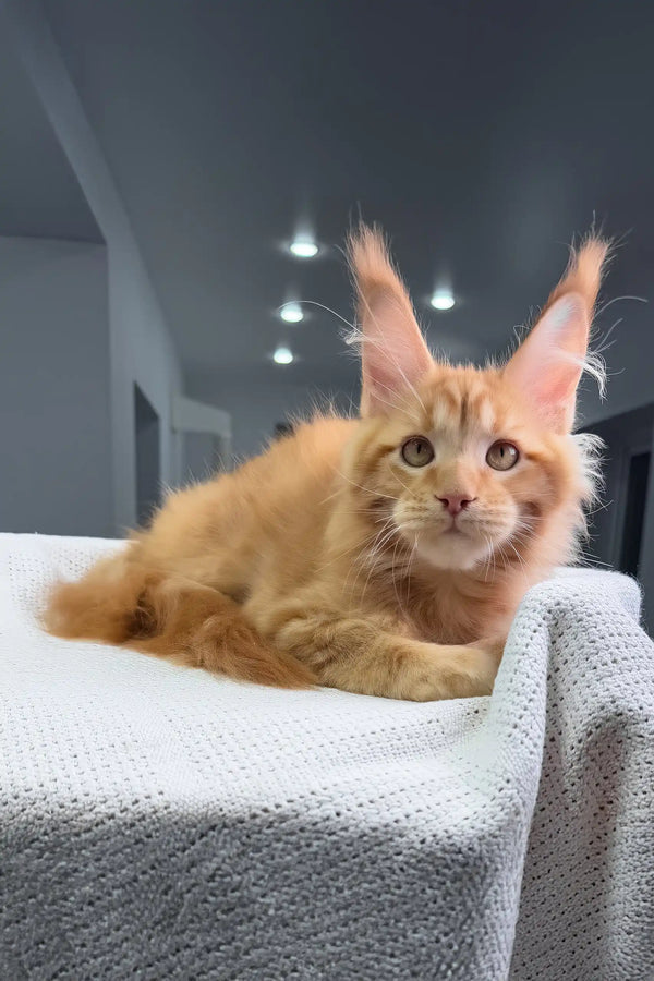 Luxe | maine coon kitten