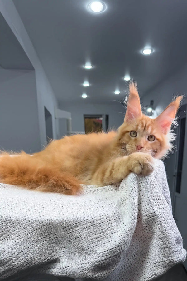 Luxe | maine coon kitten