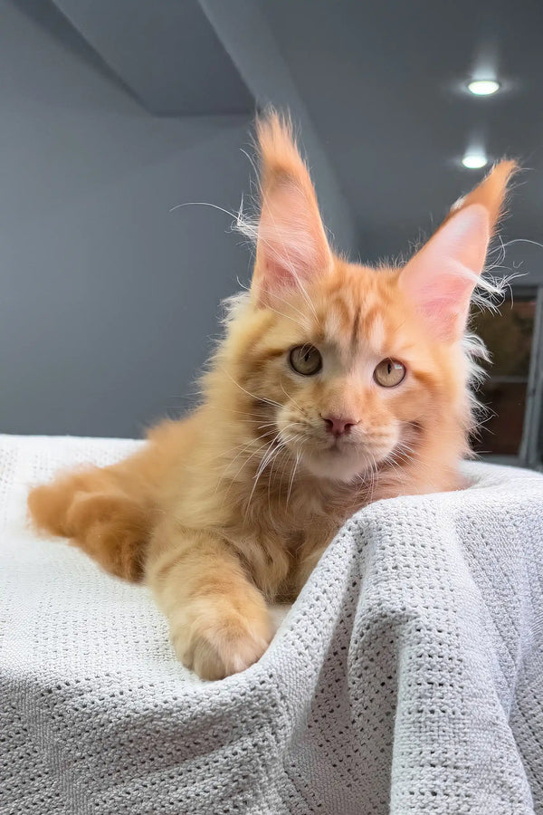 Luxe | maine coon kitten