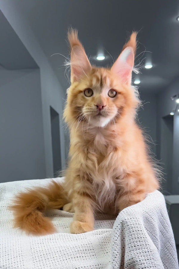 Luxe | maine coon kitten