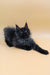 Adorable Black Maine Coon kitten from the Luxor | Maine Coon Kitten collection