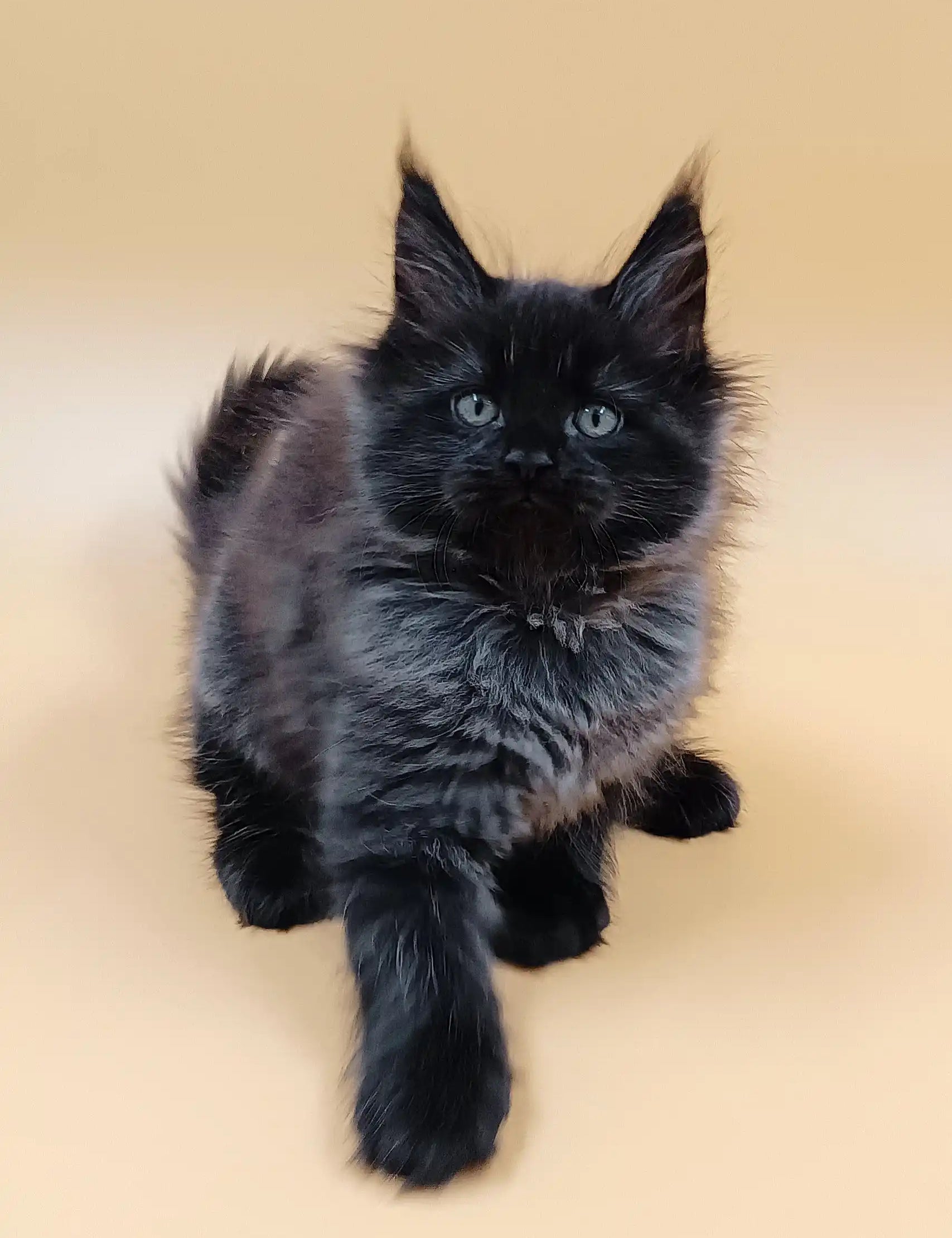 Adorable Black Maine Coon kitten in the Luxor product collection for pet lovers