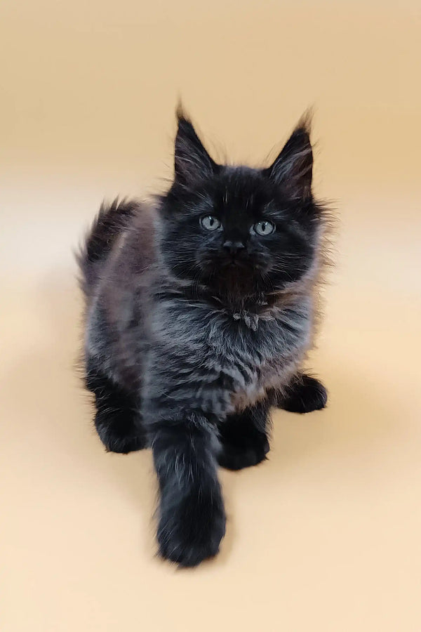 Adorable Black Maine Coon kitten in the Luxor product collection for pet lovers