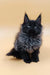 Black Maine Coon kitten looking adorable in Luxor Maine Coon Kitten product