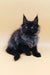 Cute Black Maine Coon kitten in Luxor product, perfect for cat lovers