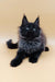 Cute Black Maine Coon kitten from the Luxor collection, perfect for cat lovers