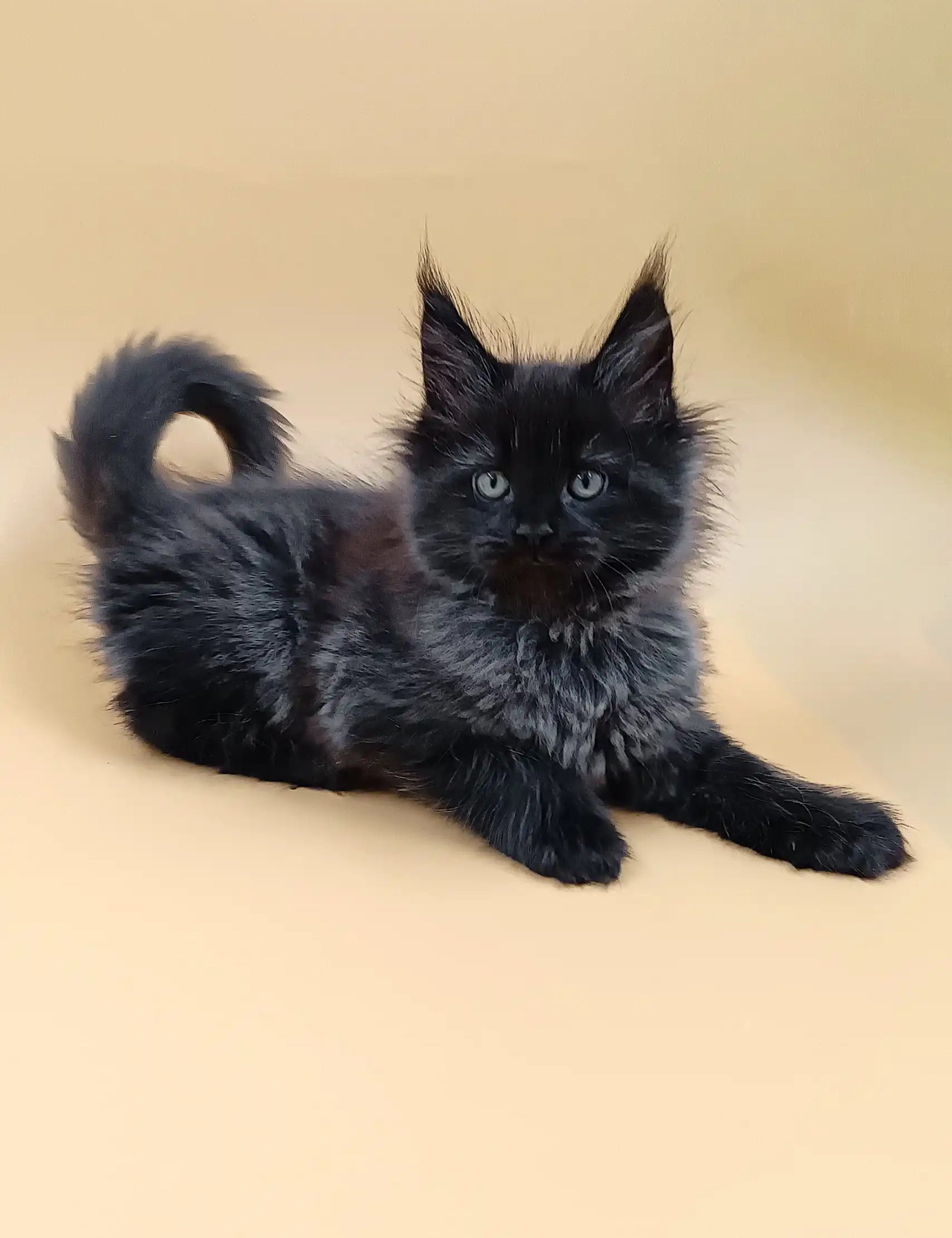 Cute Black Maine Coon kitten in the Luxor Maine Coon Kitten product display