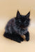 Cute black and gray fluffy kitten from the Luxor Maine Coon Kitten collection