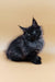 Fluffy black Maine Coon kitten from Luxor collection, super adorable and playful