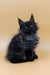 Fluffy black Maine Coon kitten from Luxor Maine Coon Kitten collection