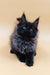 Fluffy black Maine Coon kitten with tufted ears in Luxor product display