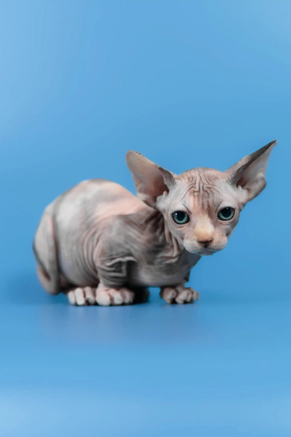 Lyalya | canadian sphynx kitten