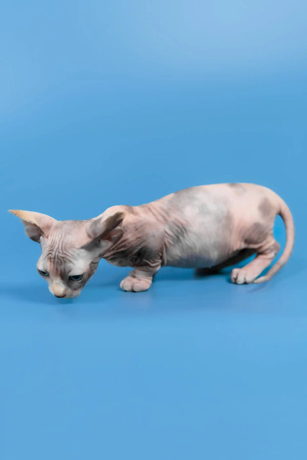 Lyalya | canadian sphynx kitten