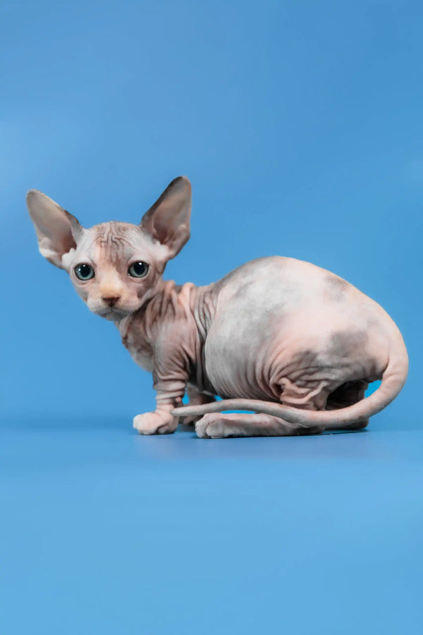 Lyalya | canadian sphynx kitten
