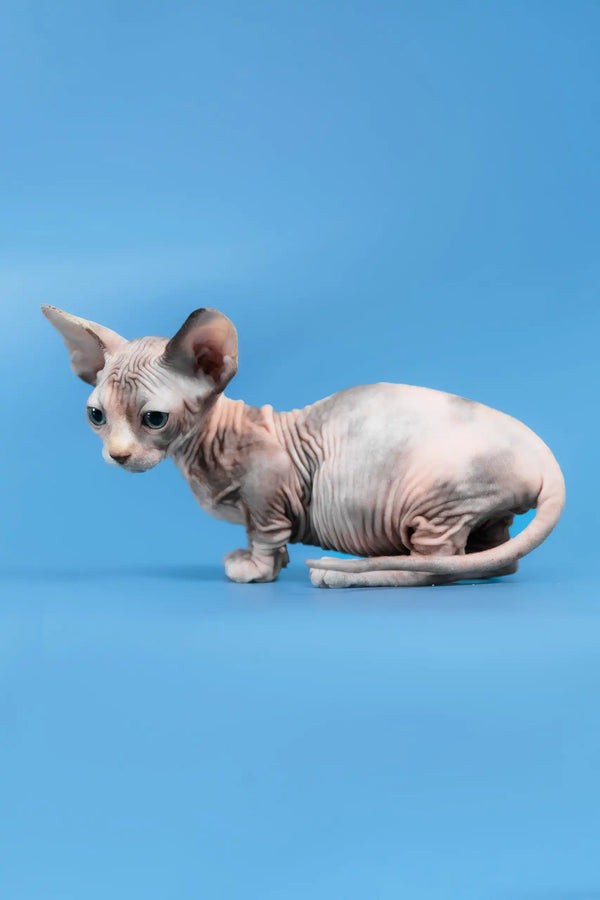Lyalya | canadian sphynx kitten