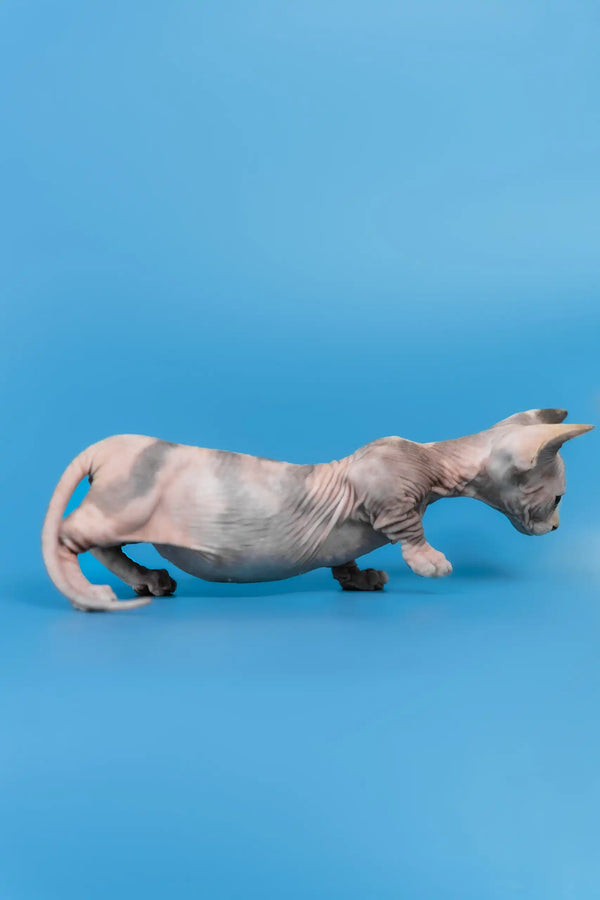 Lyalya | canadian sphynx kitten