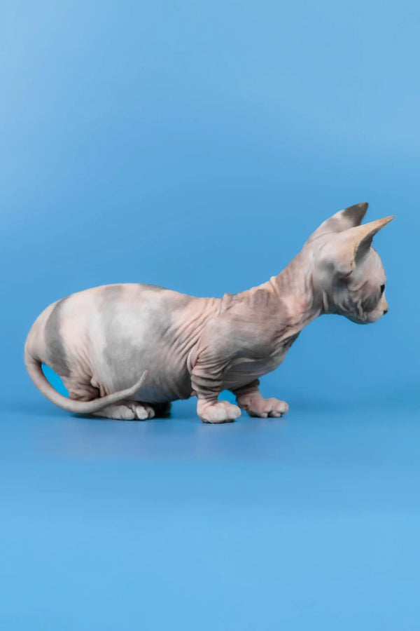 Lyalya | canadian sphynx kitten