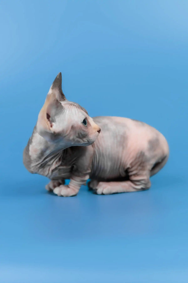 Lyalya | canadian sphynx kitten